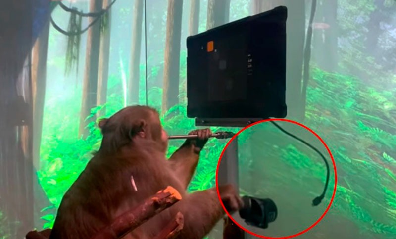 La empresa de Elon Musk consiguió que un mono controle un videojuego