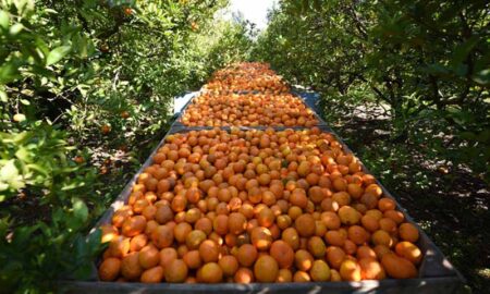 plantación de naranjas