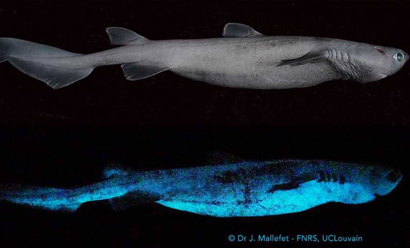 Descubren tres especies de tiburones que brillan en la oscuridad