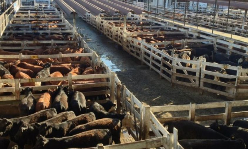Coto negó que hayan suspendido sus operaciones en el Mercado de Liniers