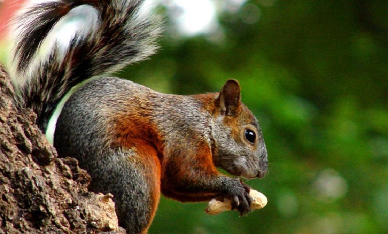 Advierten por una invasión de ardillas de vientre colorado en Santa Fe