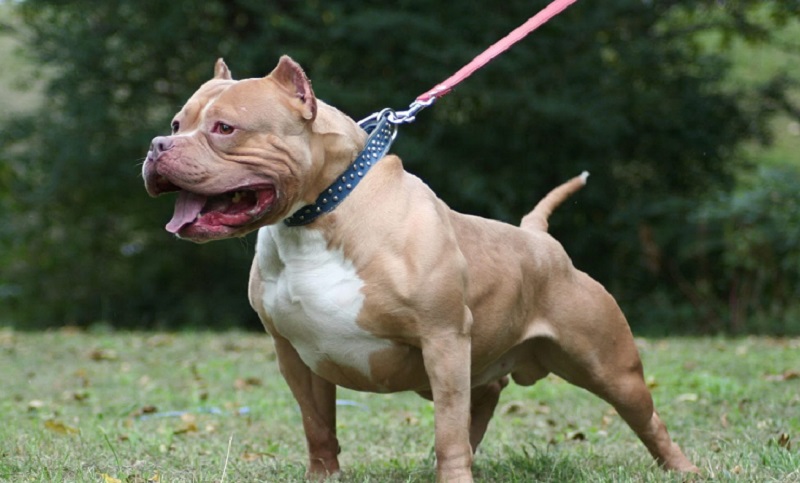 La Plata: crean un registro obligatorio para perros “potencialmente peligrosos”