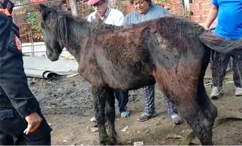 Un caballo cayó a un pozo de dos metros y fue rescatado por la Policía Ecológica