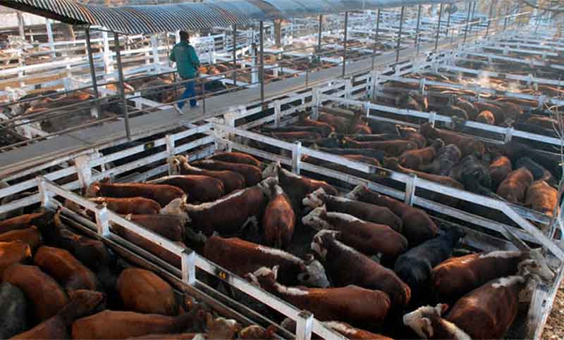 La Mesa de Enlace convocó a un cese de comercialización de hacienda a partir del jueves