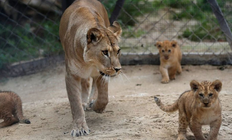 Sudáfrica prohibió la cría de leones cautivos para la caza y paseos de turistas