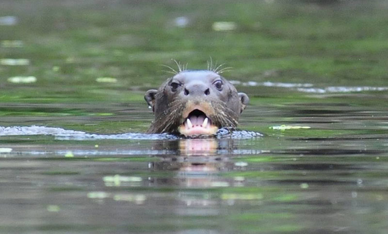 Una especie de nutria que se creía extinta fue redescubierta en Argentina
