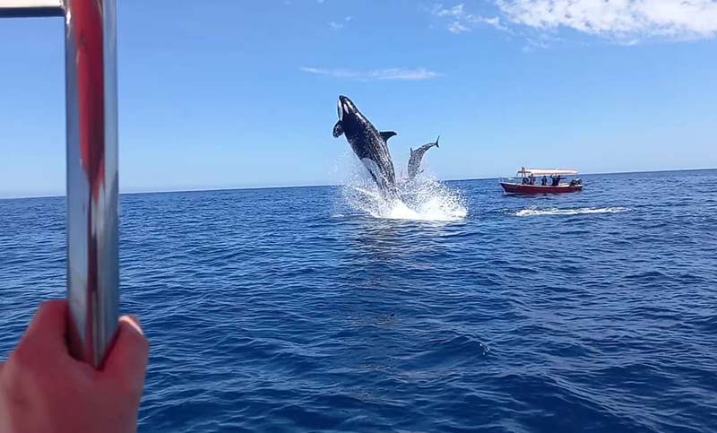 Impactante: graban cómo una orca eleva por los aires a un delfín