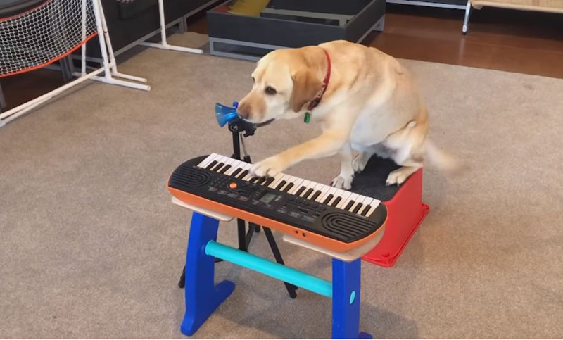 Una perrita de terapia sorprende al mundo con su talento musical