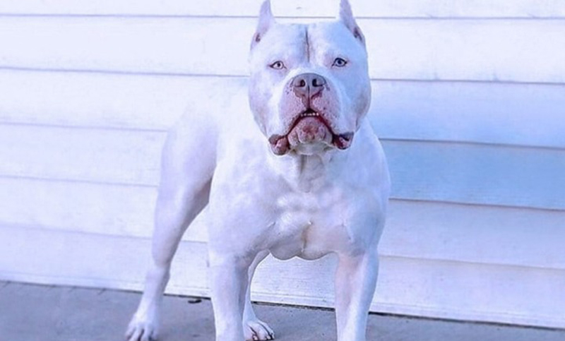 Un pitbull mató a un hombre en Timbúes