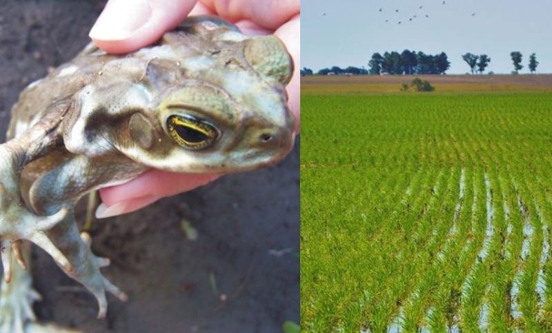 Preocupa el impacto de agroquímicos en el sistema reproductor e hígado de anfibios