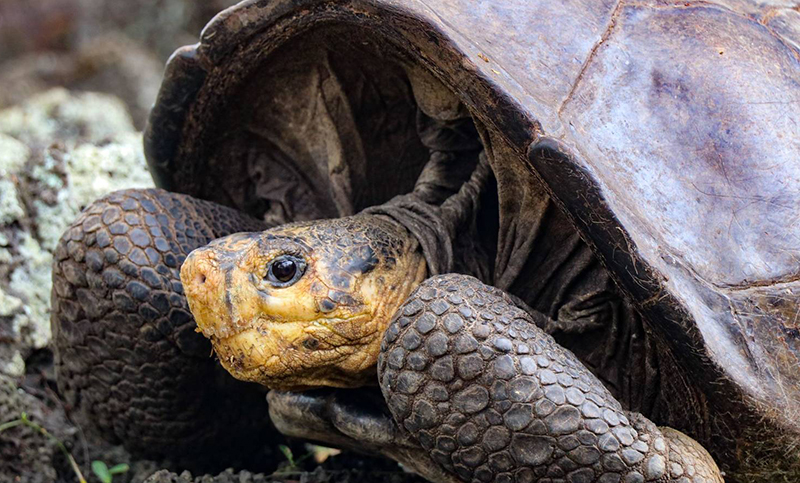 En Galápagos encontraron una tortuga que se creía extinguida hace más de cien años