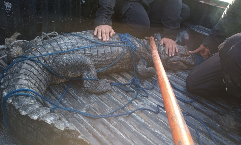 Rescataron un yacaré negro en la zona de Arroyo Seco