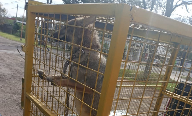 Rescataron un zorro gris encadenado en el fondo de una casa