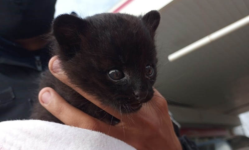 Arteaga: rescatan a una cría de felino que cayó en una jaula trampa