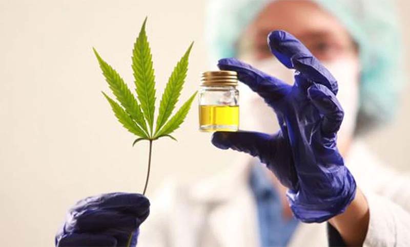 Santa Fe progresa en la investigación y producción de cannabis para uso medicinal