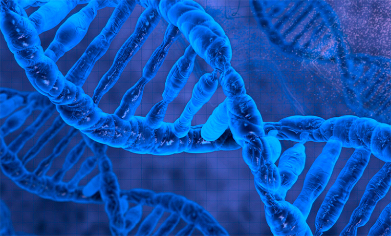 Genoma humano: ADN de un antepasado desconocido