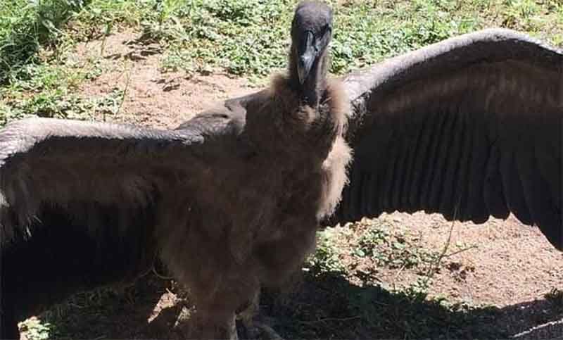 La cóndor Inés será trasladada a la Reserva Temaiken en Buenos Aires