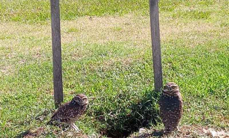 Cuidado de la fauna: los nidos de lechuzas están señalizados y protegidos
