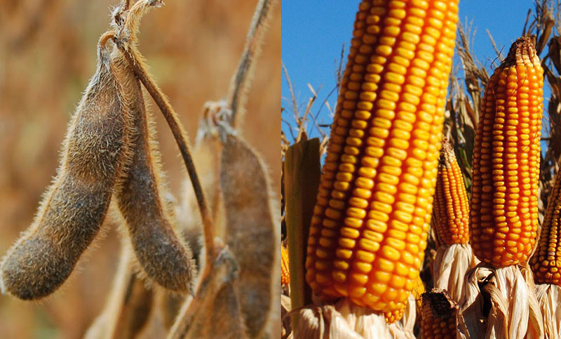 El área sembrada con soja caerá al mínimo en 10 años: avanza el maíz