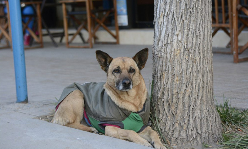 Mascotas y frío invernal: algunas cuestiones para tener en cuenta