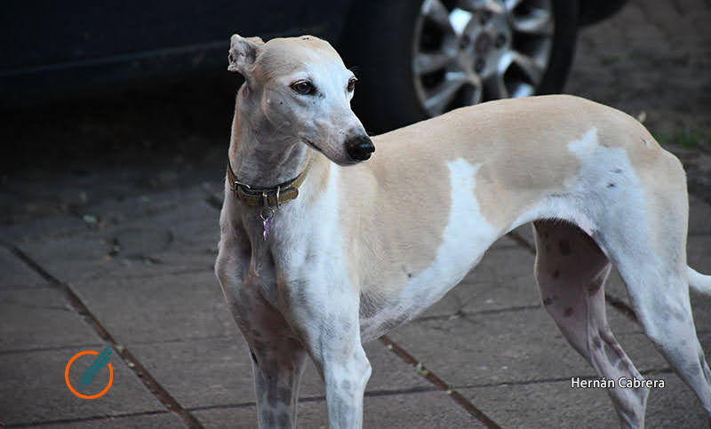 Tras denuncia de maltrato animal, rescataron a casi 30 galgos en Roldán