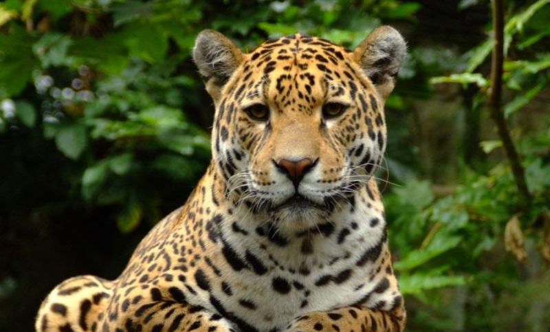 Más de 10.000 especies están en peligro de extinción en la Amazonia