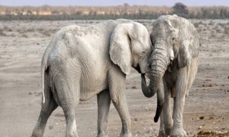 elefantes juntos