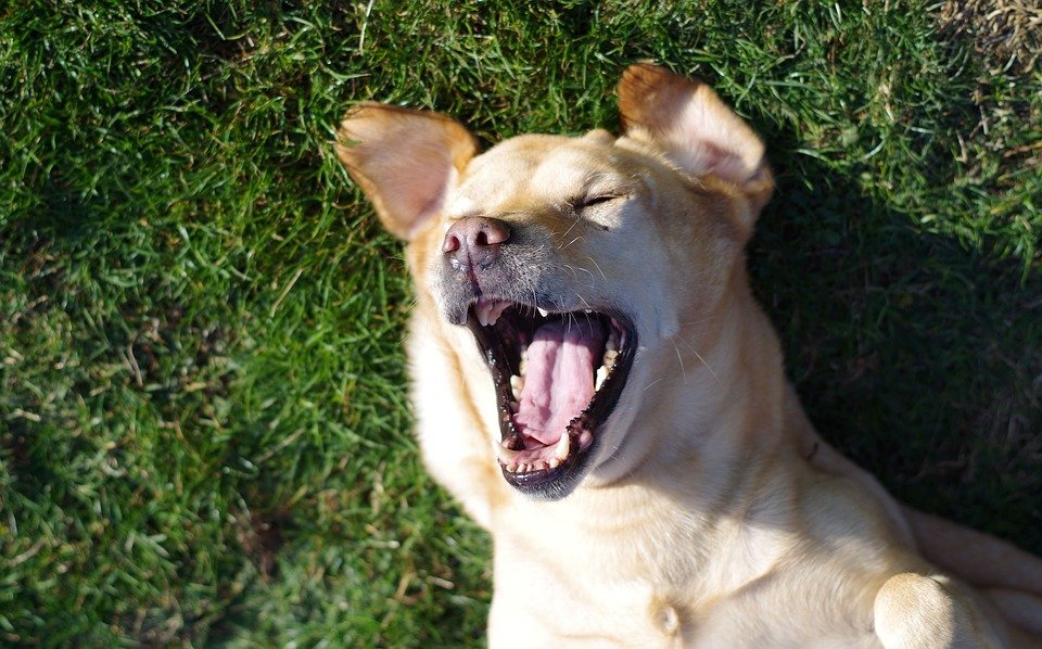 Para los científicos, la risa en los animales es similar a la de los humanos