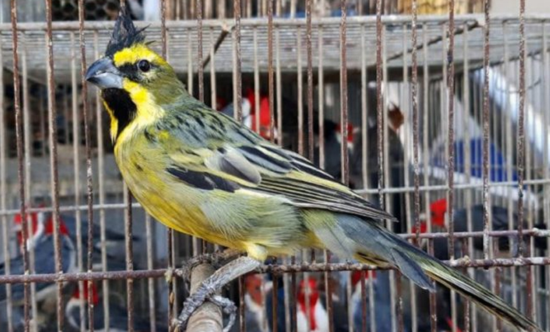 Hallaron en jaulas más de 170 ejemplares de aves silvestres autóctonas