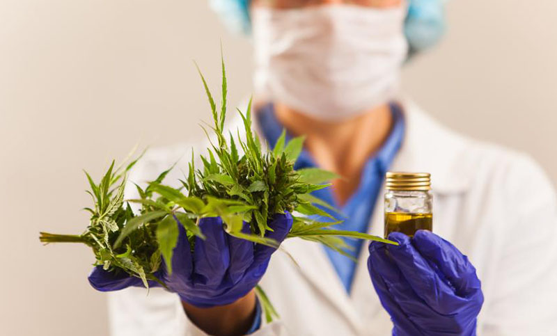 Para Kulfas, la industria del cannabis tiene «excelentes oportunidades de desarrollo»
