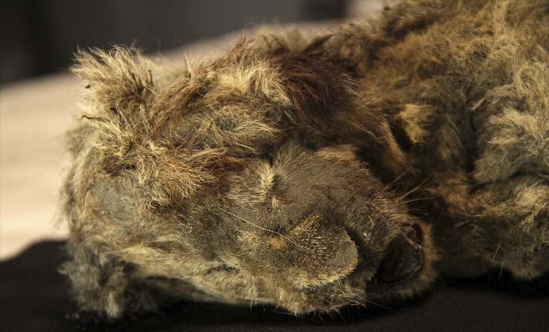 Se encontraron los restos intactos de un cachorro de león de 28.000 años