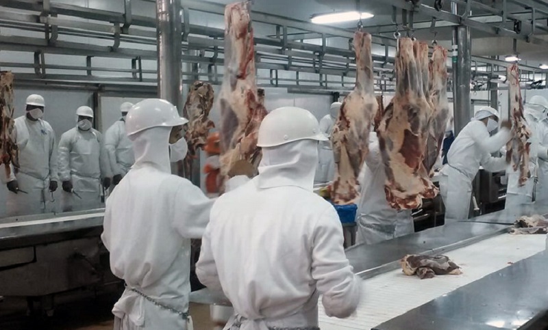 Faena bovina bajó en julio pero subió el peso y participación de hembras
