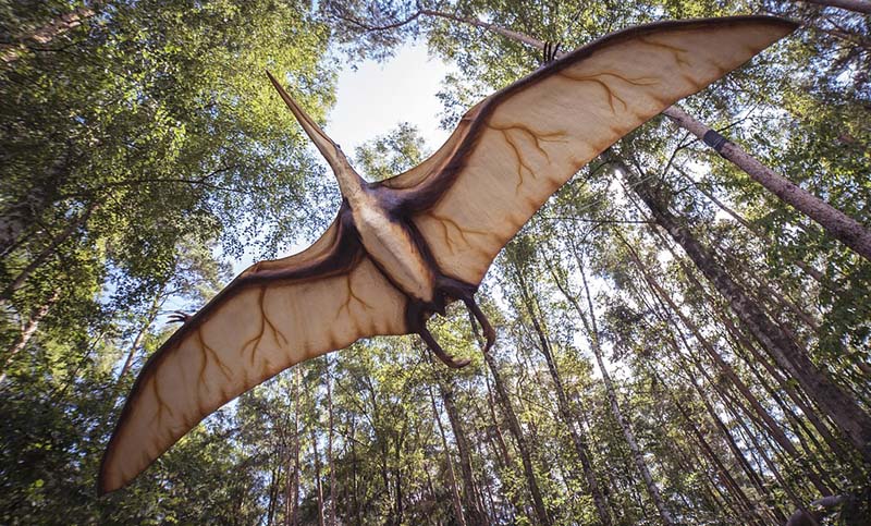 Australia: restos fósiles de un enorme pterosaurio que sobrevolaba mar seco