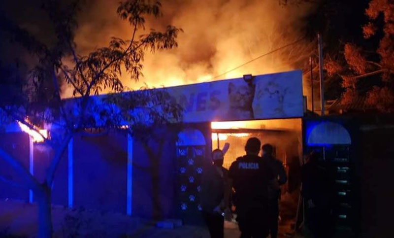 Incendio en un refugio de animales provocó la muerte de al menos 12 gatos