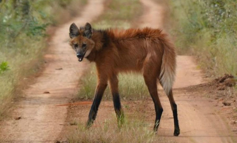 Entre Ríos: tras avistar un aguará guazú, piden “cuidar y proteger” la especie 