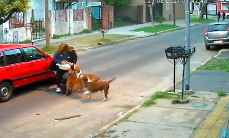 Una mujer fue atacada ferozmente por tres perros en San Martín