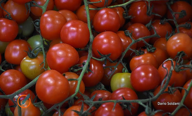 Cómo informa el tomate a su planta madre cuando hay peligros