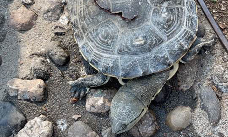 Murió otra tortuga en el Lago del Parque Independencia al ser golpeada por la hélice de una lancha