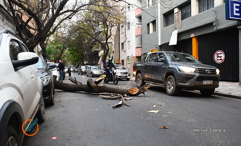 Susto en el centro por un árbol que cayó en plena calle