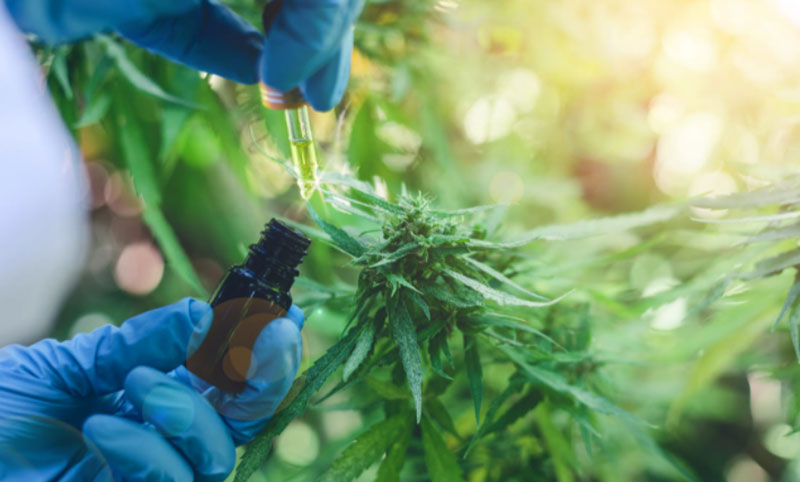 Presentarán el aceite de cannabis medicinal fabricado en Jujuy