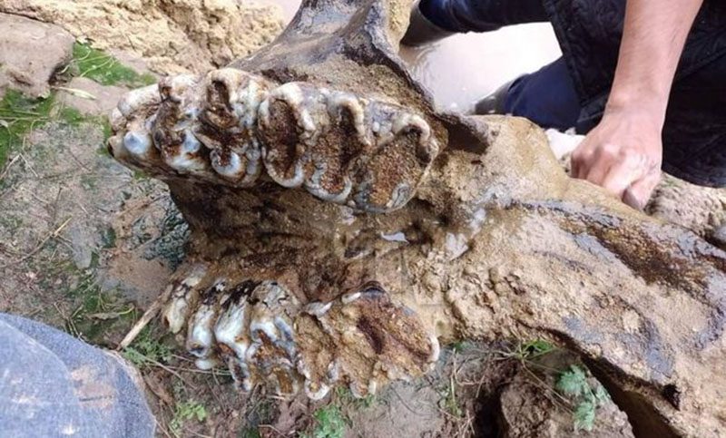Hallazgo milenario: desentierran un maxilar de mastodonte en el río Carcarañá