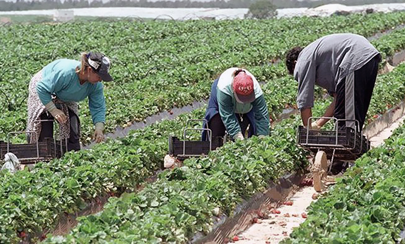 Los trabajadores rurales que se registren cobrarán salario y plan social hasta seis meses