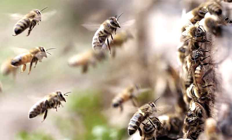 «Abejazo» contra el uso intensivo de agroquímicos