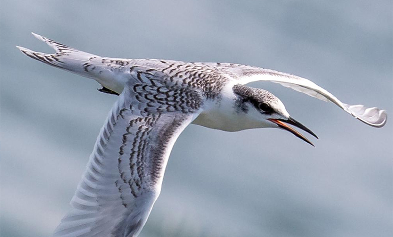 Afirman que los ciclones pueden matar aves marinas migrantes provenientes del Atlántico Norte
