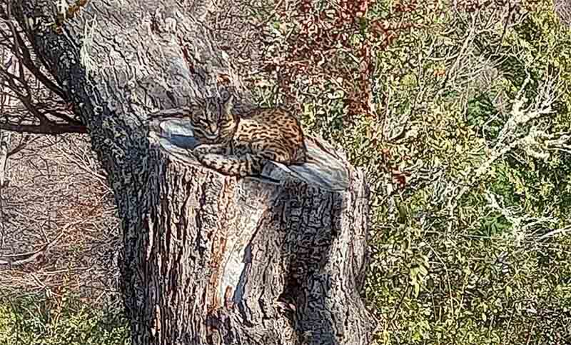 Apareció un gato Montés en Bariloche