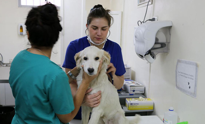 Una empresa ofrece servicios de cobertura veterinaria integral para mascotas