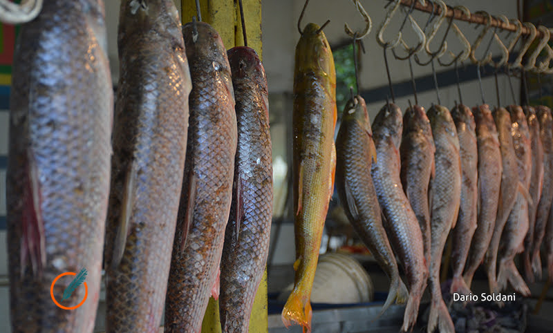 Por la bajante del Paraná, prohíben la exportación de varias especies de pescados de río