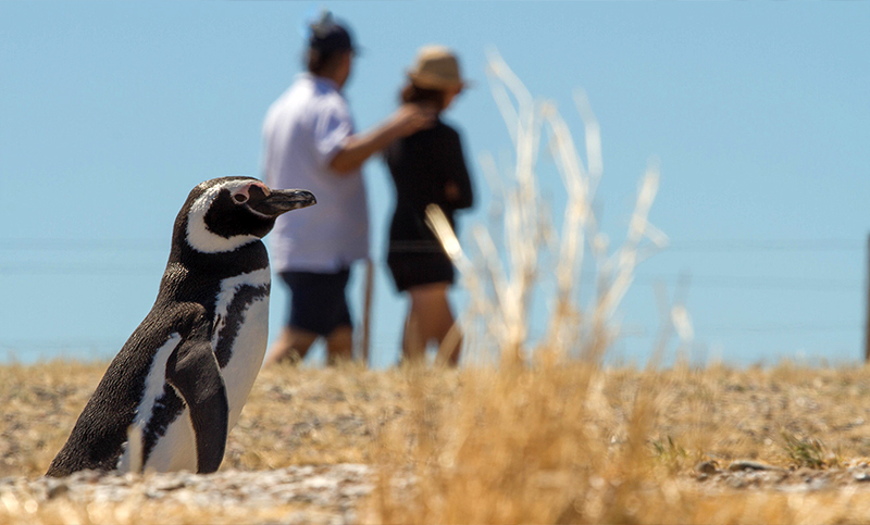 Con la llegada de los primeros pingüinos de Magallanes, se abrió al turismo una reserva de Chubut