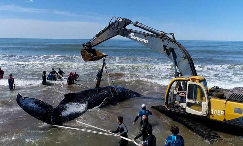 Rescataron a dos ballenas varadas en la costa atlántica