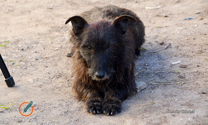 Rescatan a 13 perros que sufrían maltrato en una vivienda en Mataderos